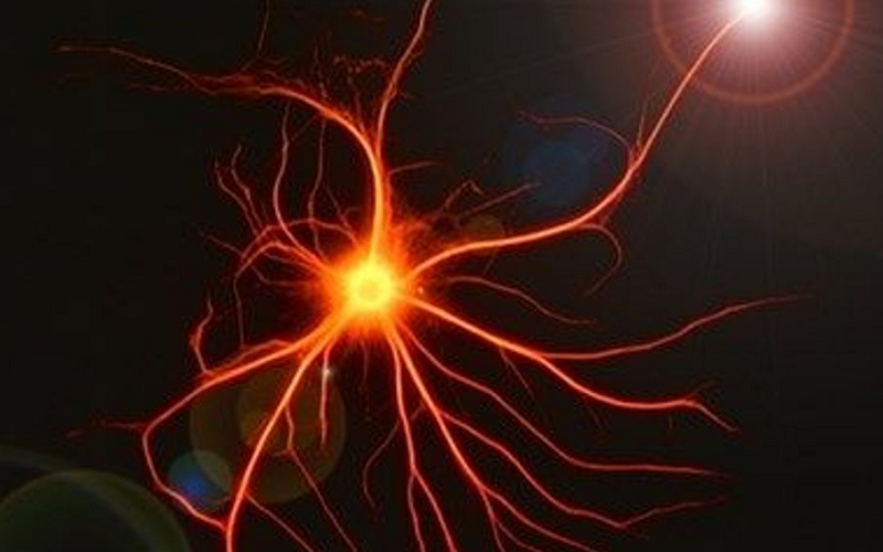 astrocytes support cognitive function