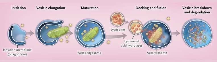 autophagy cognitive decline