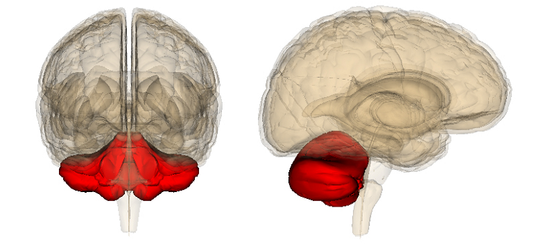 cerebellum functions