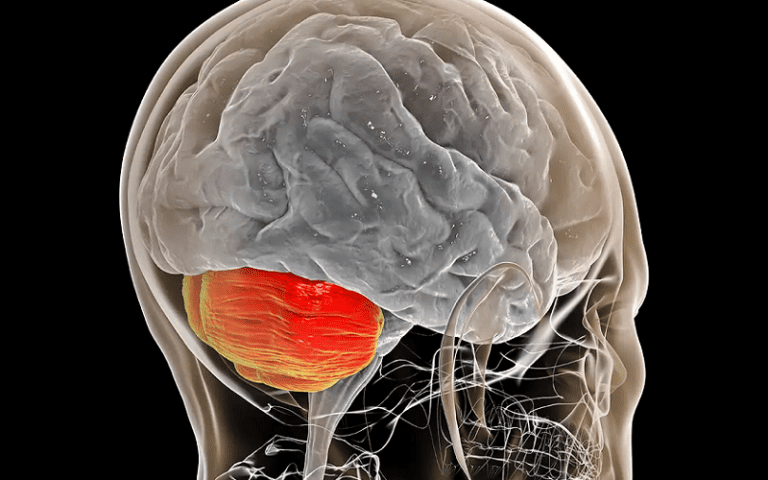 cerebellum motor control coordination