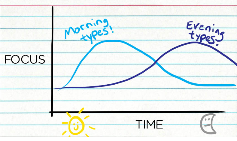 chronotypes impact brain