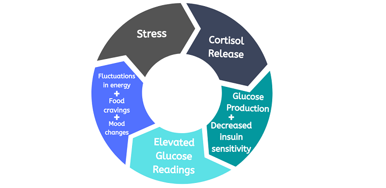 cortisol affects memory