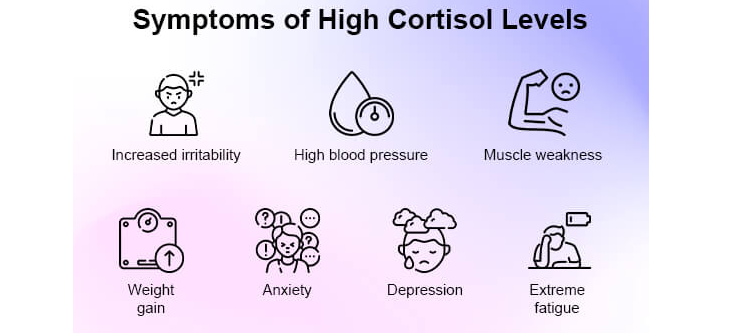 cortisol and memory