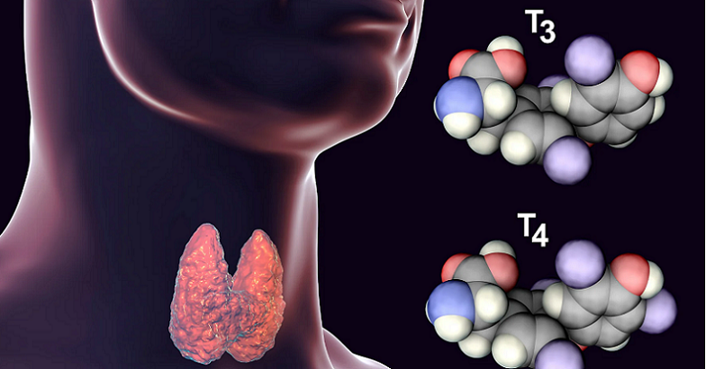 critical thyroid hormones