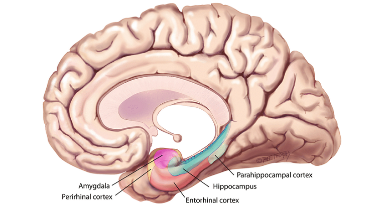 entorhinal cortex anatomy main