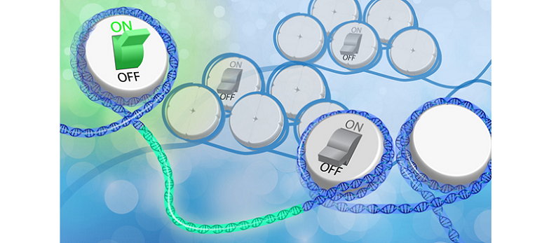 epigenetics cognition