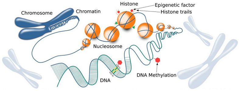 epigenetics cognitive decline