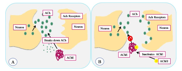 galantamine nootropic