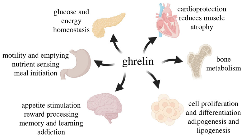 ghrelin cognition