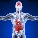 gut brain axis microbiome cognition