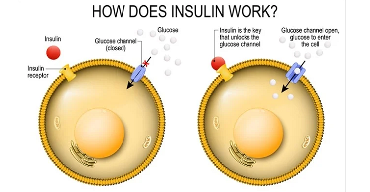 insulin brain health