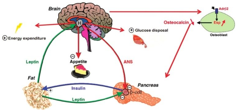 leptin brain functions