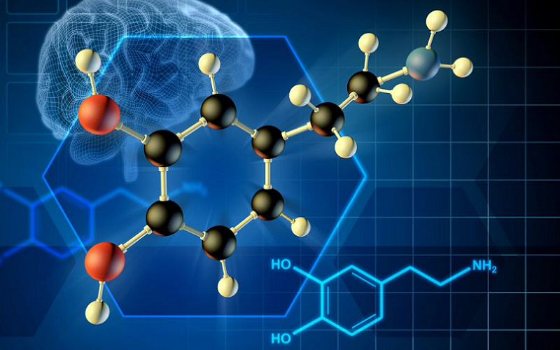 leptin suppress hunger brain functions