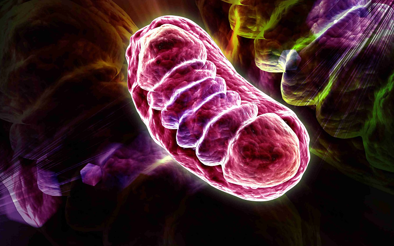 methylene blue mitochondrial function