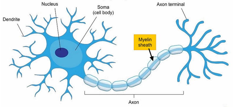 myelin sheath cognition