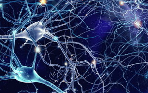 neurogenesis adult brain growth stimulation