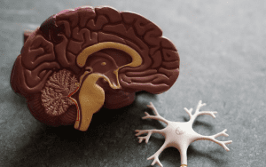 neuroplasticity learning new skills