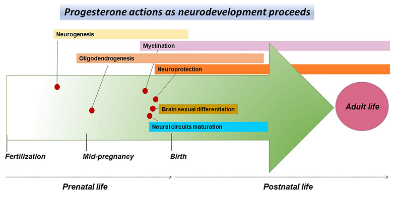 neuroprotective progesterone