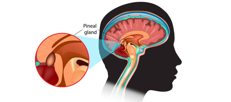 pineal gland 3rd eye