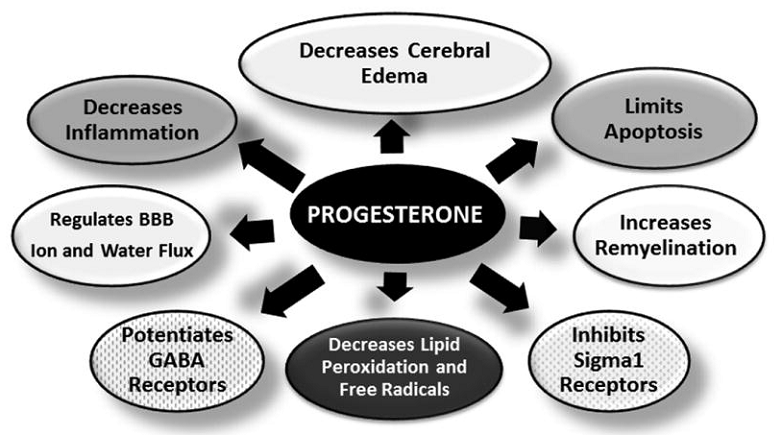 progesterone cognition