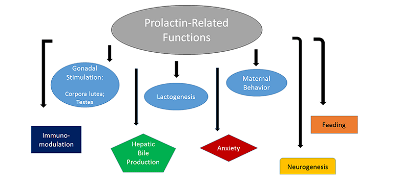prolactin cognition
