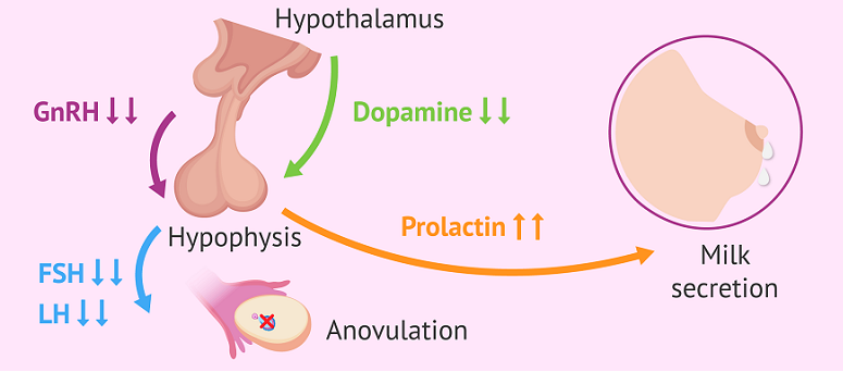 prolactin effects