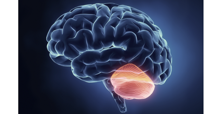 role of cerebellum