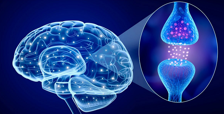 role of neurotransmitters