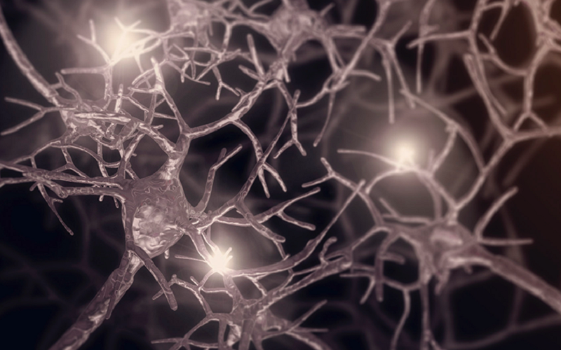synaptic pruning for brain maintenance
