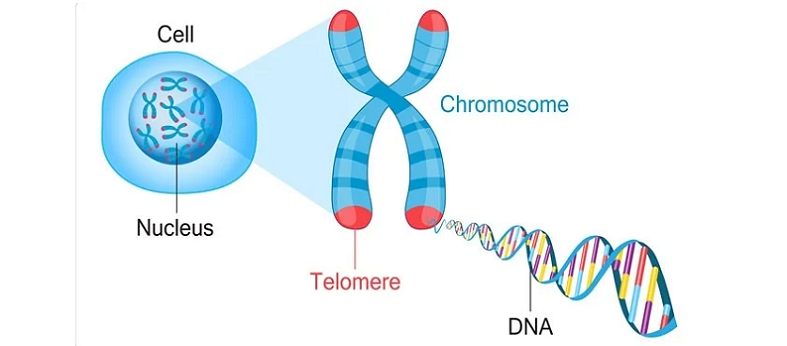 telomeres cognitive health