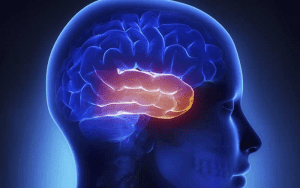 temporal lobe auditory processing memory
