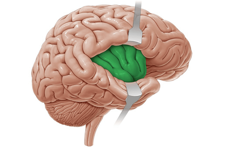 the insula brains hidden island