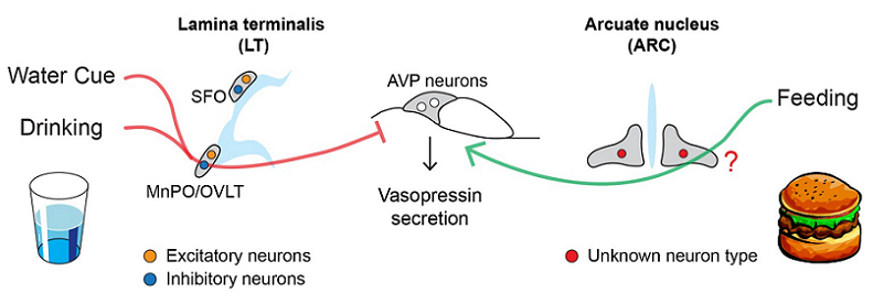 vasopressin antidiuretic