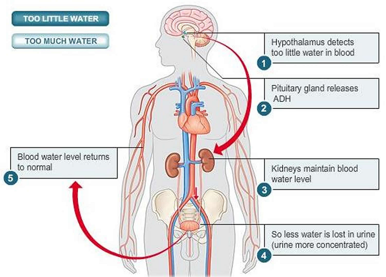 vasopressin cognitive link