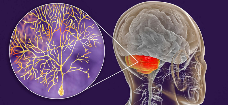 cerebellum motor skills