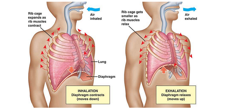 diaphragmatic breathing benefits