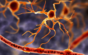 glial cells neuronal health