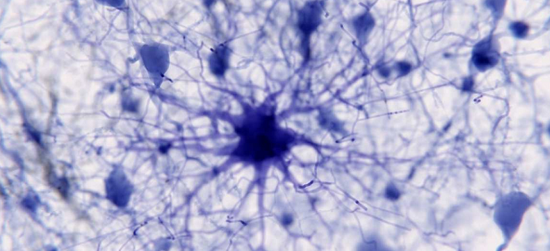 glial cells neuronal health