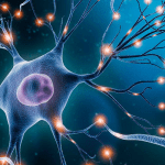 neural stem cells outside brain