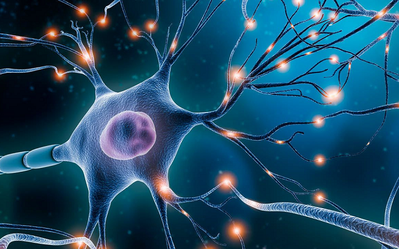 neural stem cells outside brain