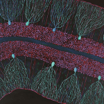 purkinje neurons motor coordination