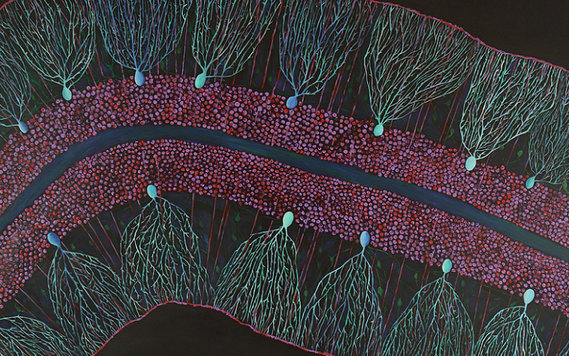 purkinje neurons motor coordination