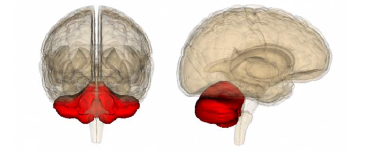 purkinje neurons signals