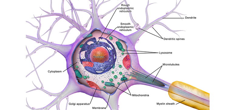 stem cells brain