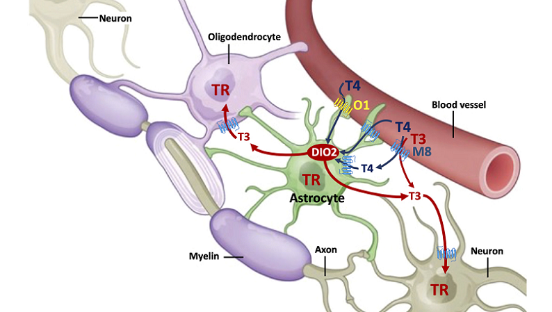 adult neurogenesis overview