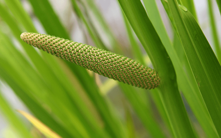 aquatic plant nootropics beyond ginkgo