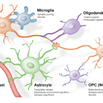 astrocyte mediated neuronal communication