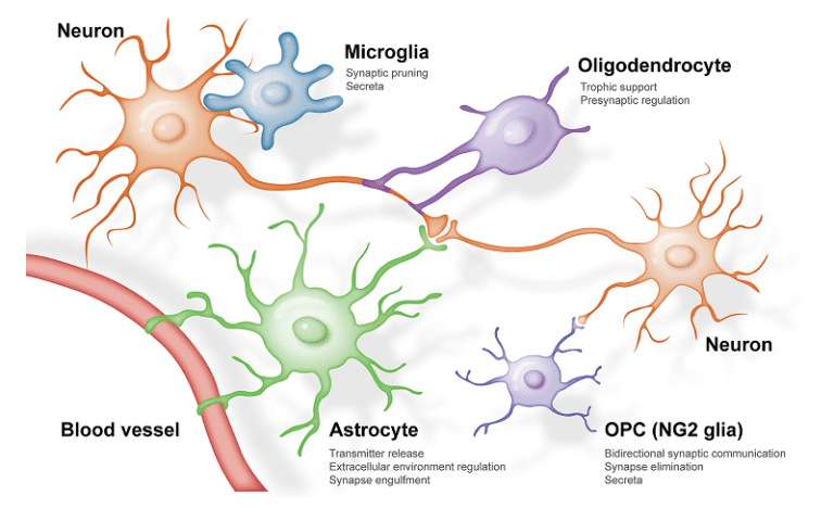 astrocyte mediated neuronal communication