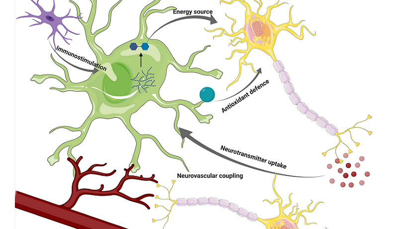 astrocytes in brain health and disease