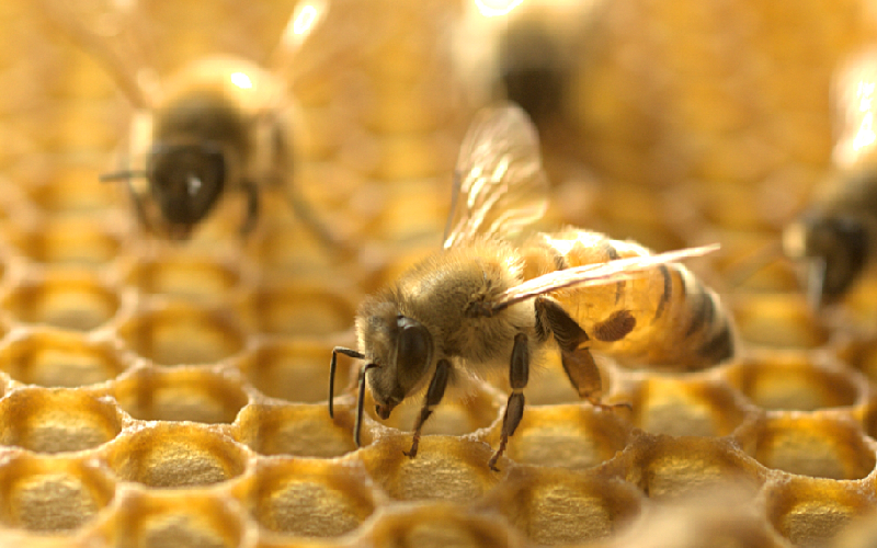 bee products brain health nootropics